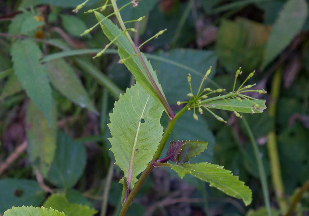 Rorippa amphibia / Crescione anfibio